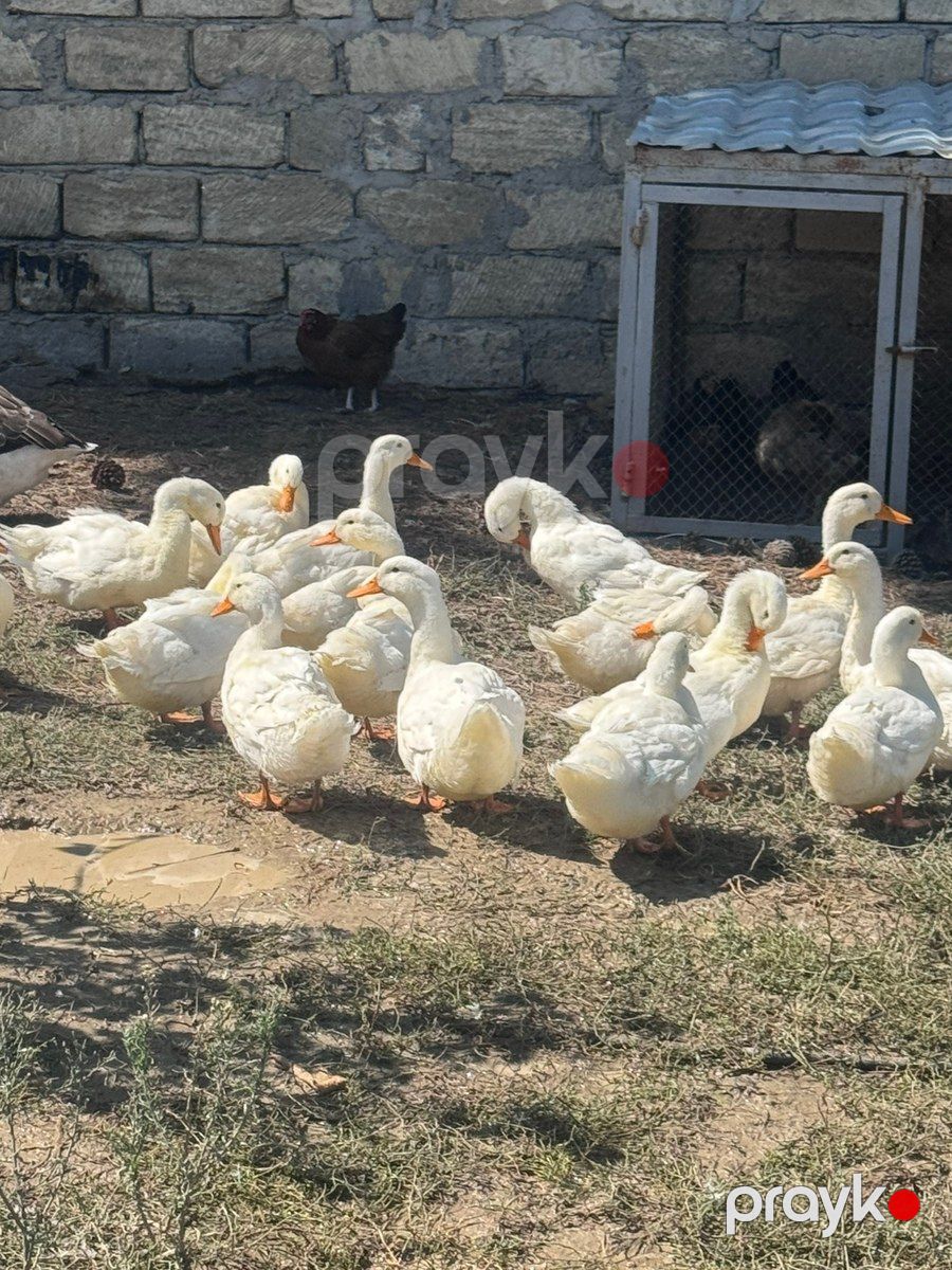 Ördəklər — Quşlar, Bakı (7)