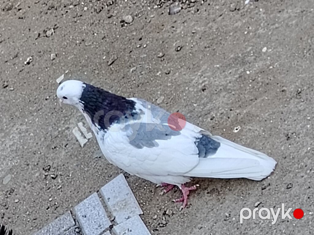 Salam erkeydi tutulma sonqiymeti 20manat qiymete gore aeti narahat — Göyərçin, Digah