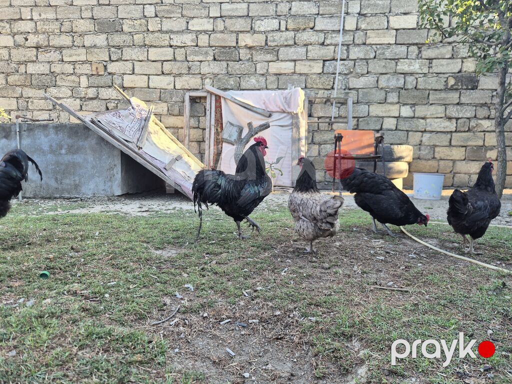 Salam əleykum. Şəkildə olan Avstralorpların mayalı yumurtası var — Toyuq və xoruz, Digah (2)