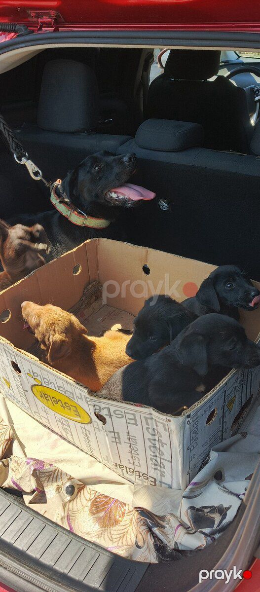 Labrador Retriver balaları — Köpəklər, Bakı (3)