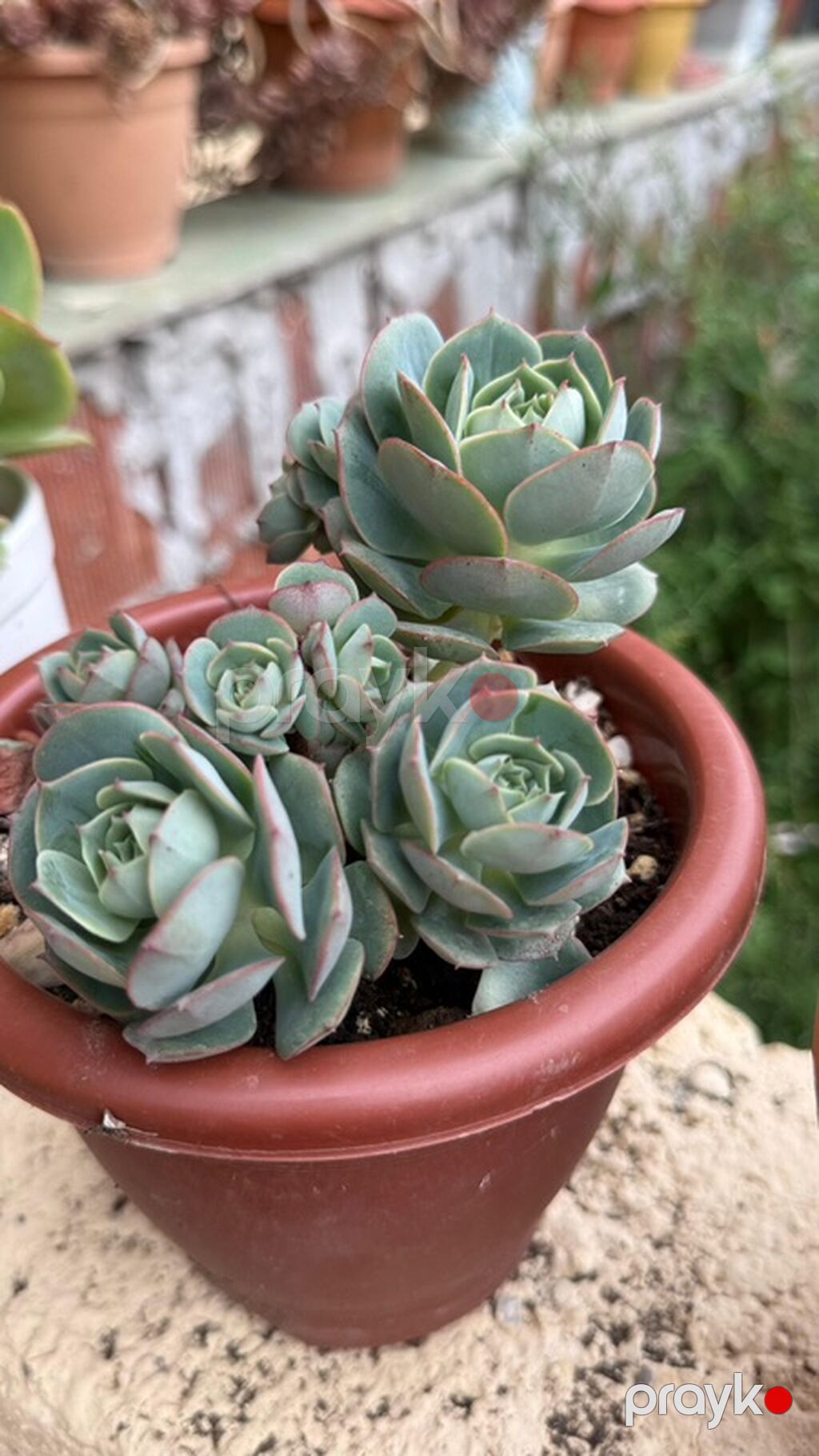 Sukulenty – Echeveria (rozet formalı) - Bitki tipi: Echeveria — Qapı bitkələri, Gəncə