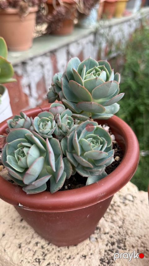Sukulenty – Echeveria (rozet formalı) - Bitki tipi: Echeveria — Gəncə