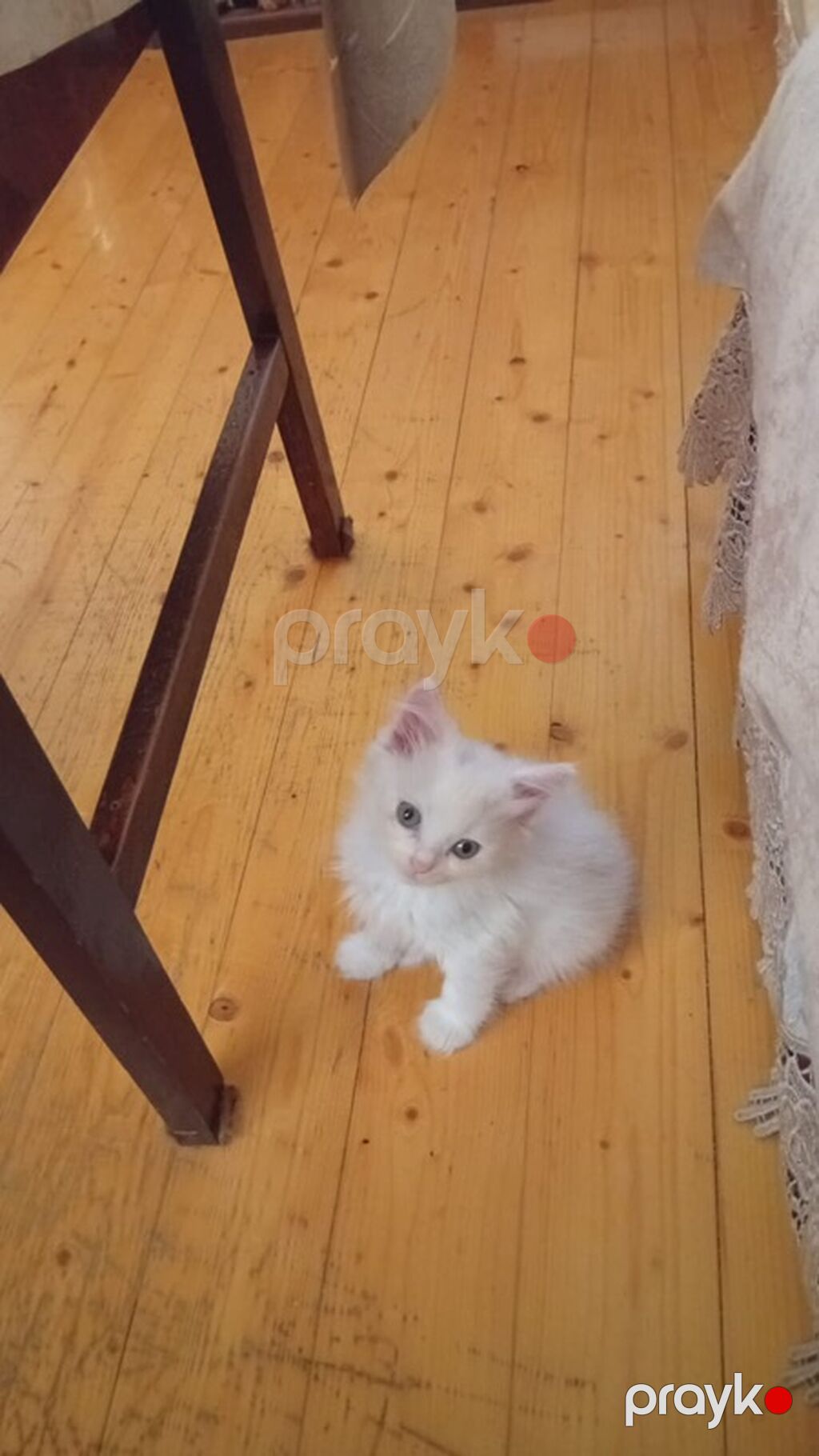 Şotland uzun tüklü pişik balaları — erkək və dişi 9 həftəlik iki — Pişiklər, Bakı (3)