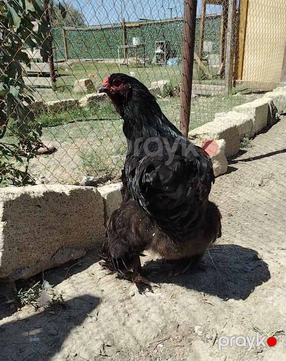 Brama — Quşlar, Hacıqabul (5)
