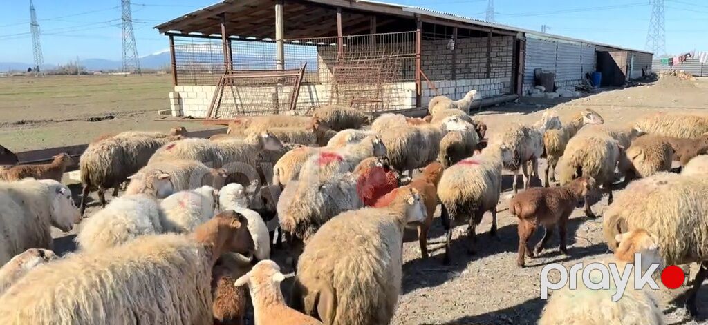 Erkək, il: 1, Damazlıq, Pulsuz çatdırılma — Kənd təsərrüfatı heyvanları, Yevlax (2)