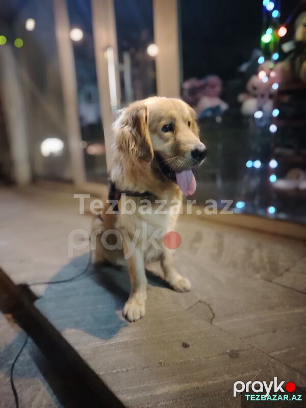 Golden retriever — Köpəklər, Bərdə