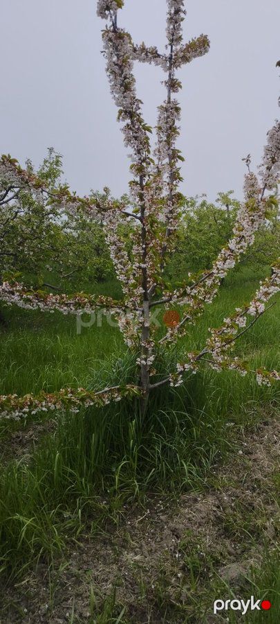 Torpaq sahəsi, 115 sot, Bağ təyinatlı, Kupçalı, Quba r. Pasaoba kəndi — Torpaq, Abşeron (4)