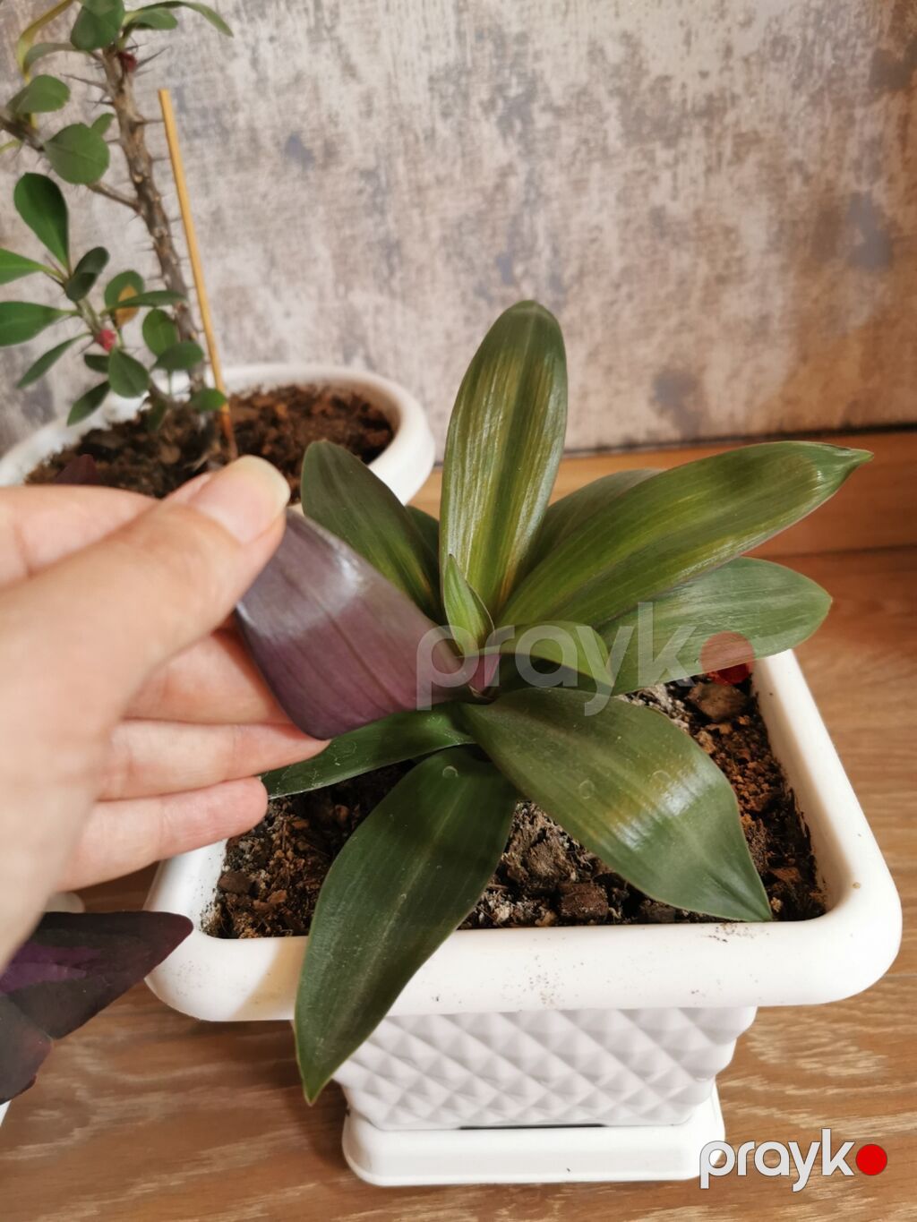 Nəzər bitkisi + kəpənək bitkisi + tradescantia. Hər otağa uyğundur — Qapı bitkələri, Masazır (4)