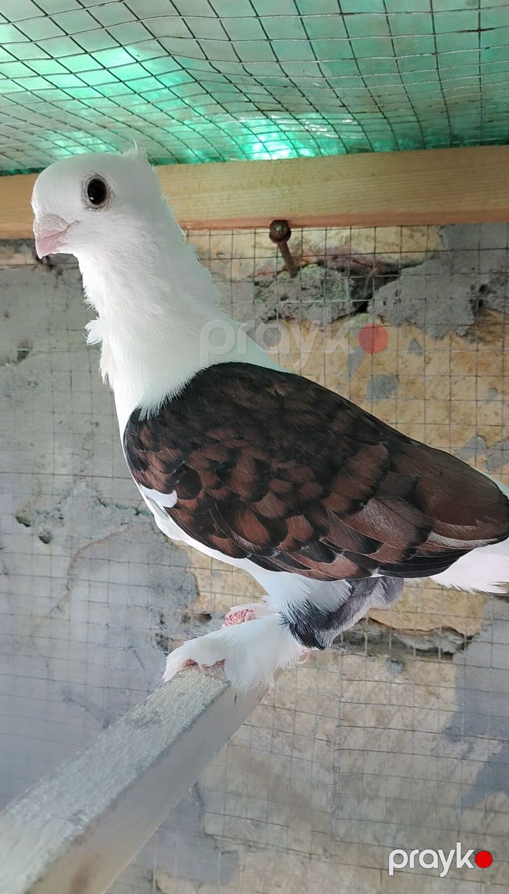 Hunkari maya var satdiq.Qizgin mayadir.Qiymət 20 m.Asagi yeri — Digərləri, Şəki (2)