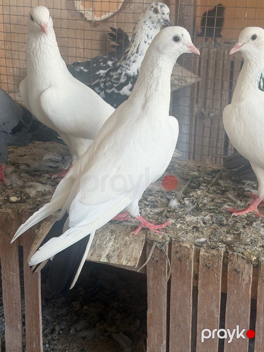 Göyərçinlər — Quşlar, Sabirabad (8)