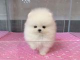 Pomerian Spitz, 2 ay, Dişi, peyvəndli — Maqo — Dogs