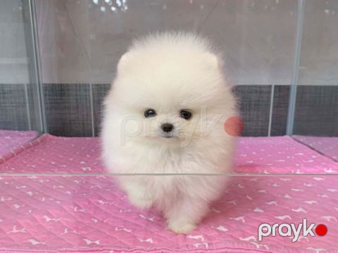Pomerian Spitz, 2 ay, Dişi, peyvəndli