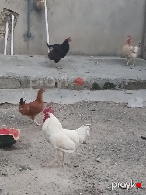 Xoruzlar — Bakı