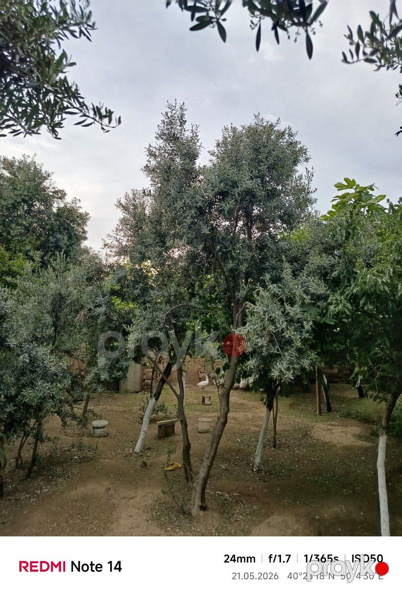 Zeytun ağacı — Bitkilər, Bakı (2)