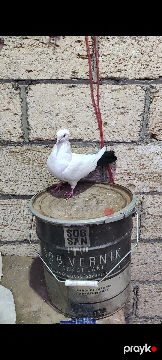 Göyərçin — Quşlar, Bakı (3)