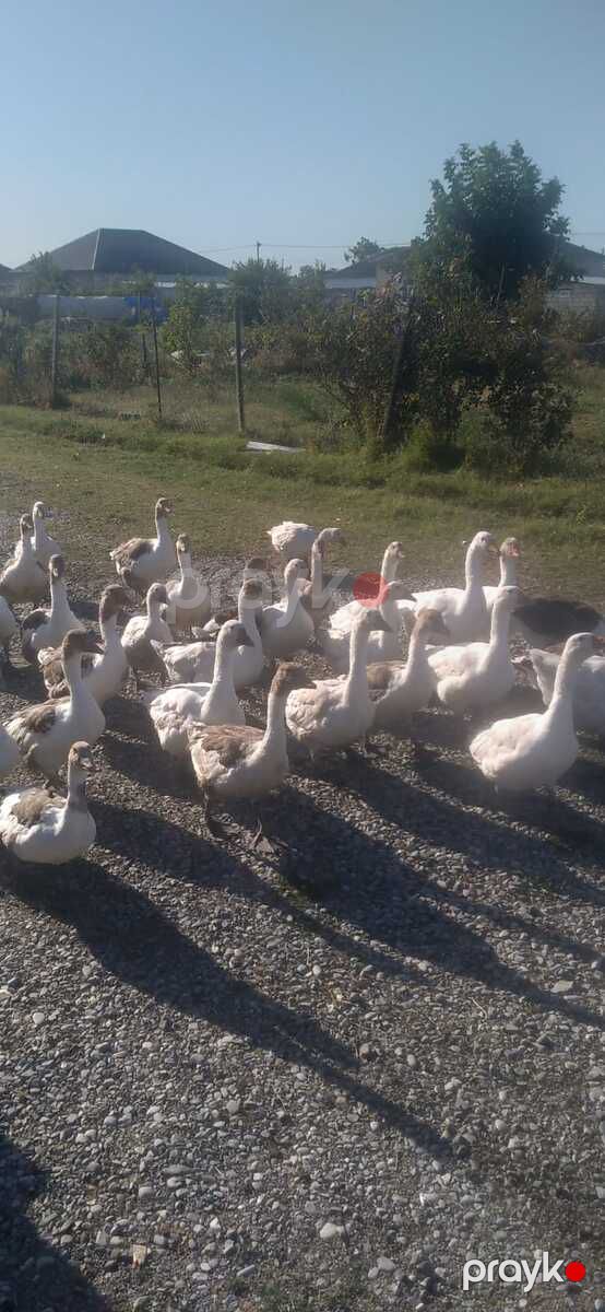 Qazlar — Quşlar, Şabran (2)