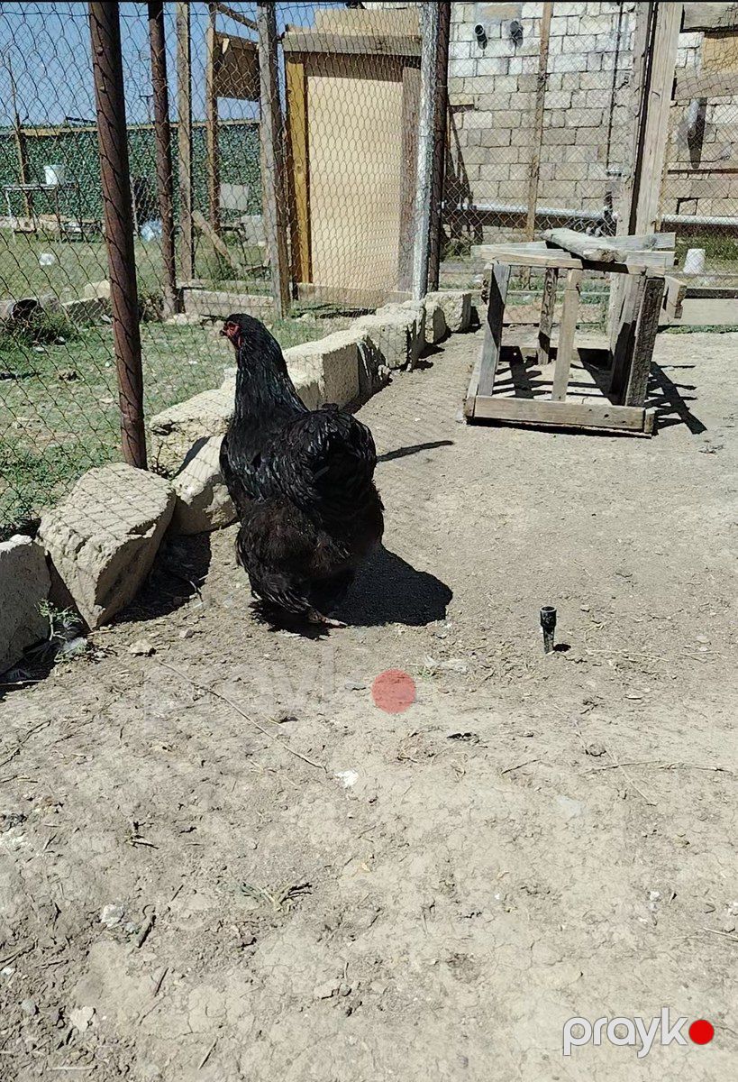 Brama — Quşlar, Hacıqabul (4)