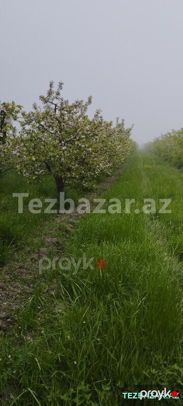Quba rayonu Paşa oba kendində bağ sahəsi satilir — Torpaq, Quba (2)