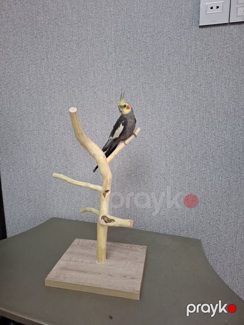 Tutuquşu oturacağı — Bakı