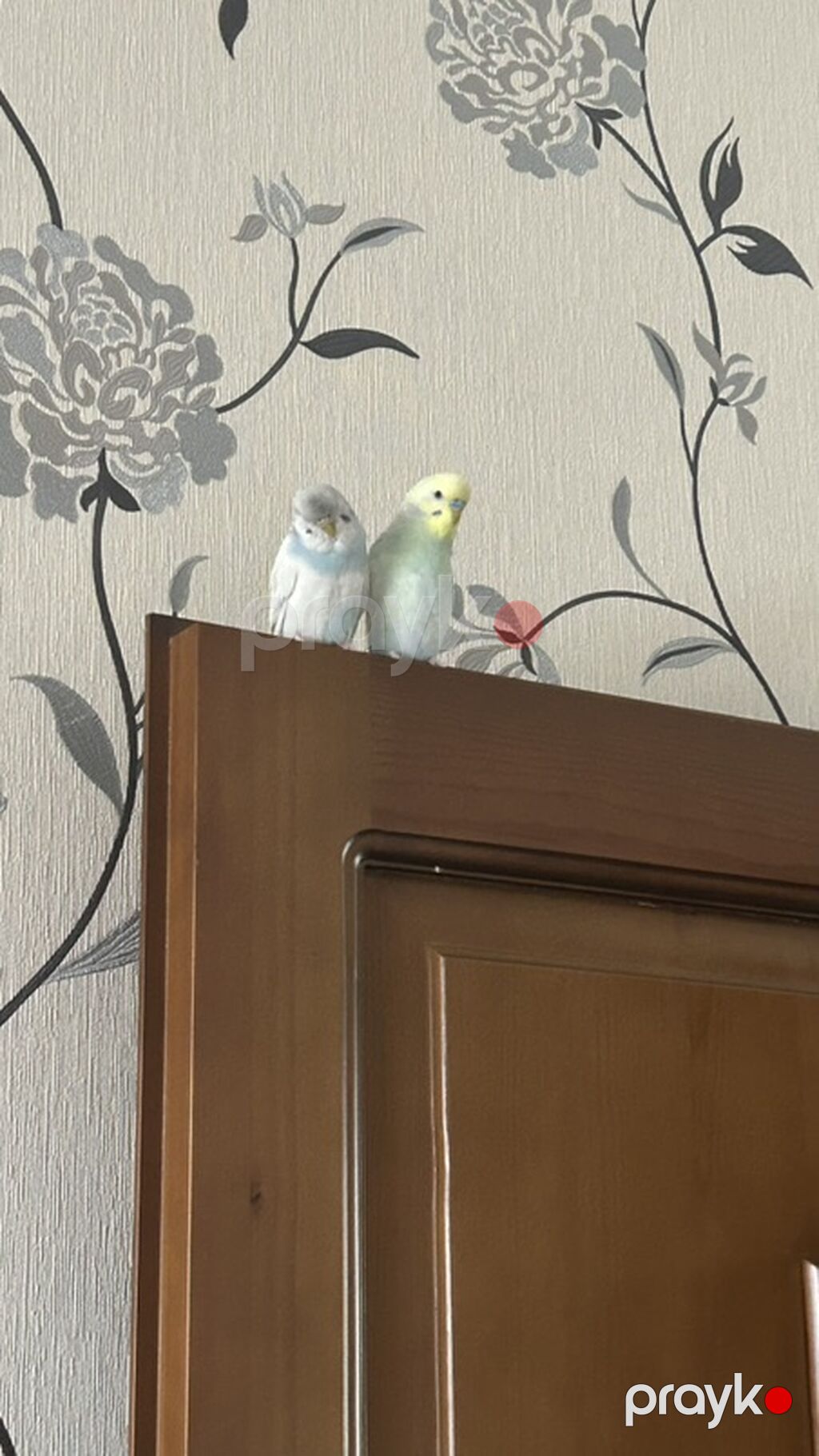 Məhsul: Cüt dalğıç tutuquşu (buda cinsinin kiçik dalğıç/budgerigar — Qəfəslər, Sumqayıt (2)