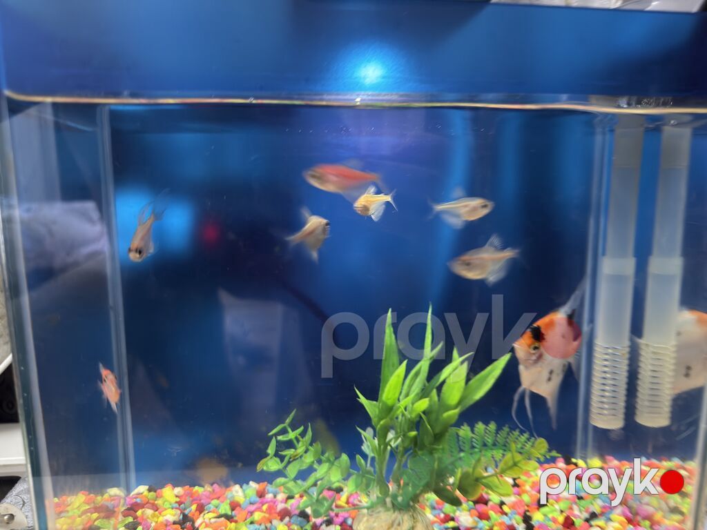Dördbucaq akvarium, Balıqlarla birlikdə, 10 l, Ünvandan götürmə — Akvariumlar və balıqlar, Bakı (3)
