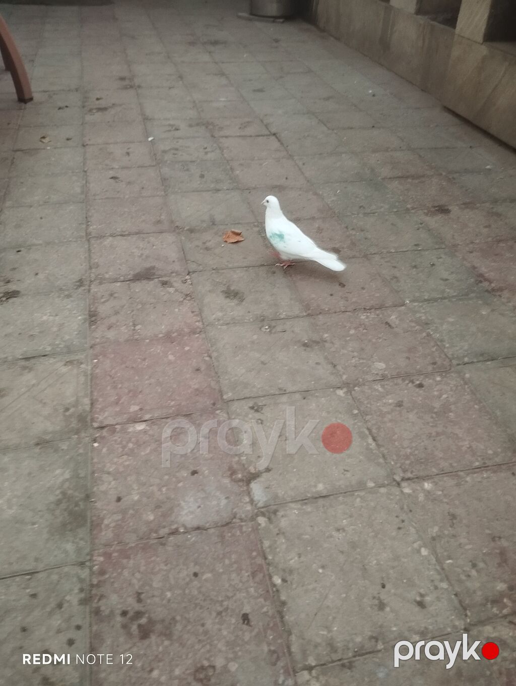 Ağ drakon cavan erkək,kesikde tutulub.Drakon saxlamadiğim üçün — Göyərçin, Digah (3)