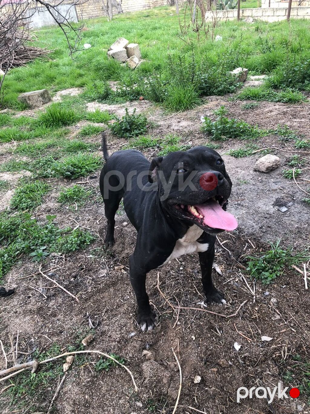 Pitbul, Erkək — Köpəklər, Bakı (5)