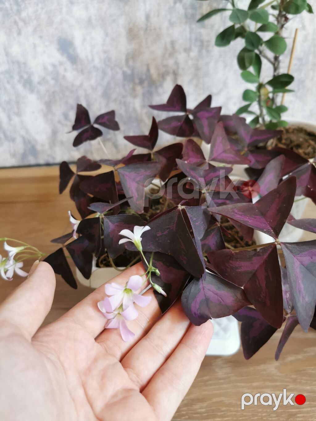 Nəzər bitkisi + kəpənək bitkisi + tradescantia. Hər otağa uyğundur — Qapı bitkələri, Masazır (2)