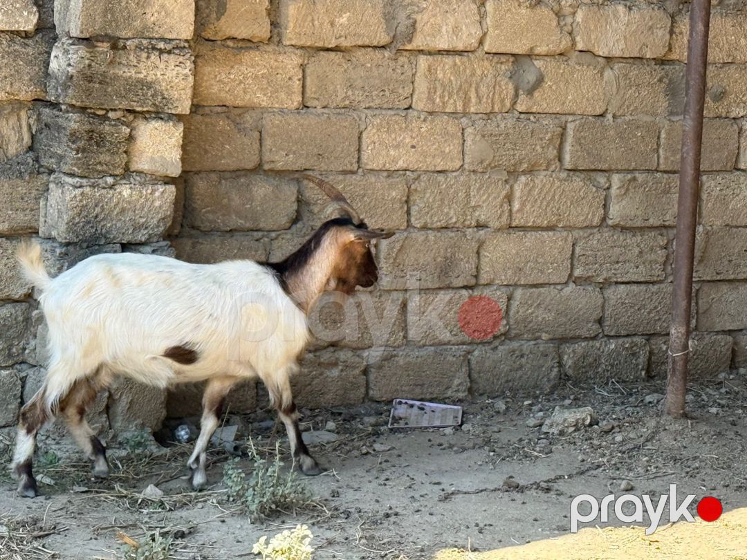 Keçi — Kənd təsərrüfatı heyvanları, Bakı (2)