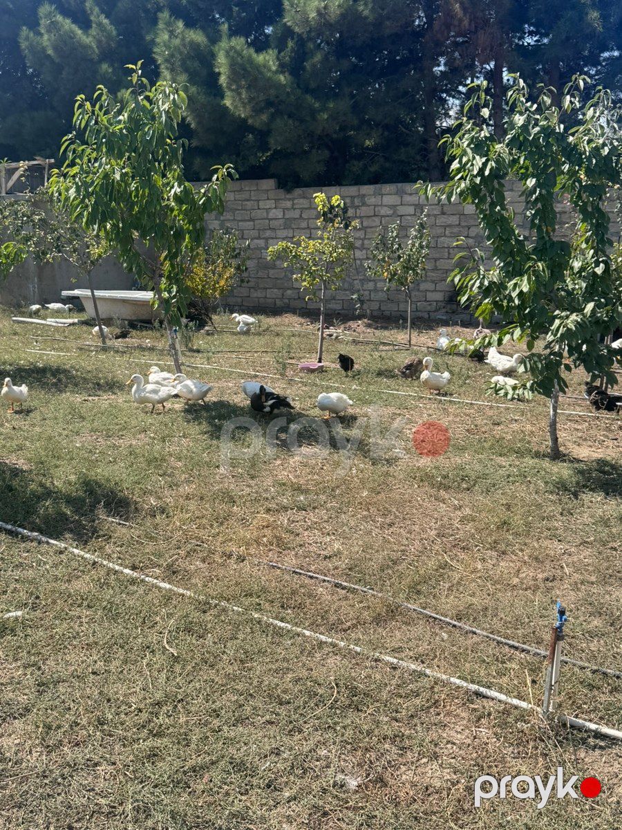 Ördəklər — Quşlar, Bakı (9)