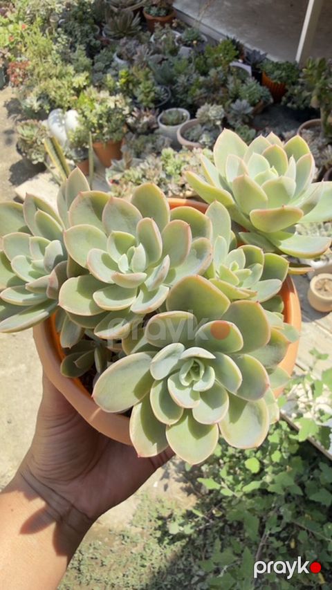 Sukkulent (Echeveria tipli rozetli bitki) – saxlamağı asan, dekorativ — Gəncə