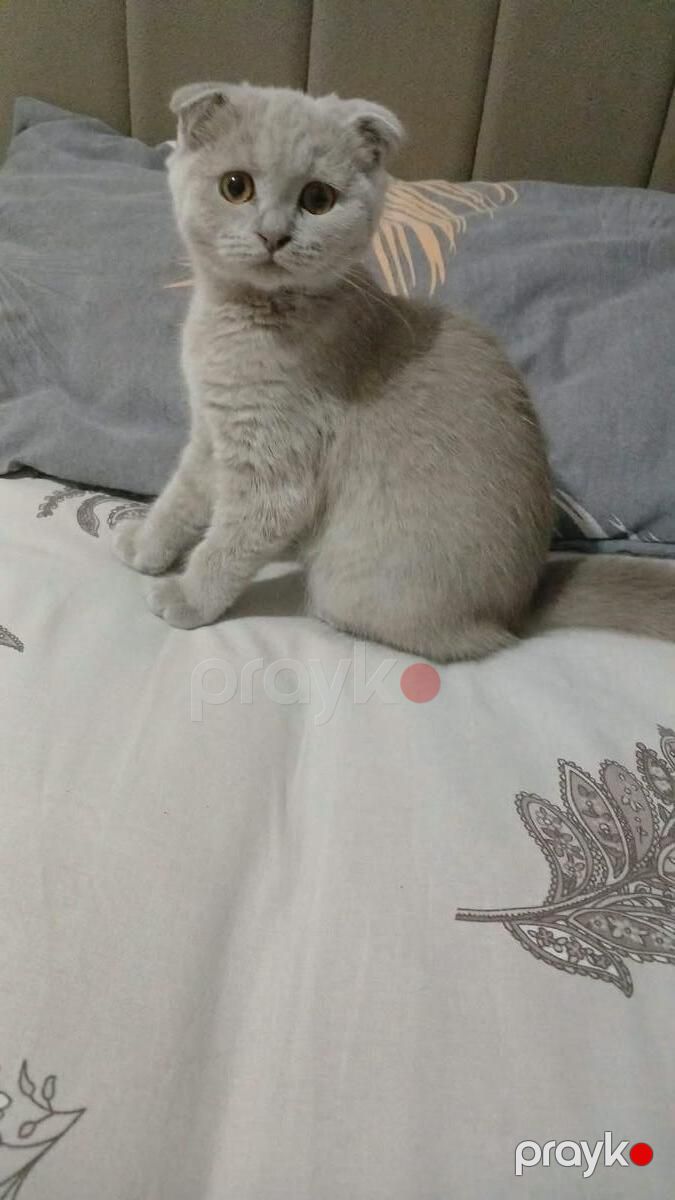 Şotland pişiyi — Pişiklər, Bakı