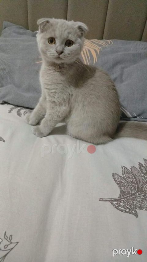 Şotland pişiyi — Bakı