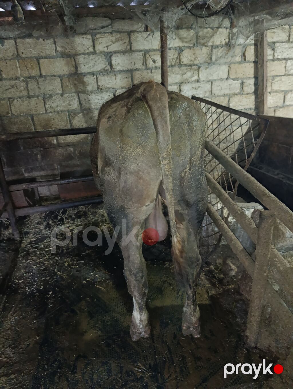 Erkək, il: 1, Ətlik — Kənd təsərrüfatı heyvanları, Novxanı