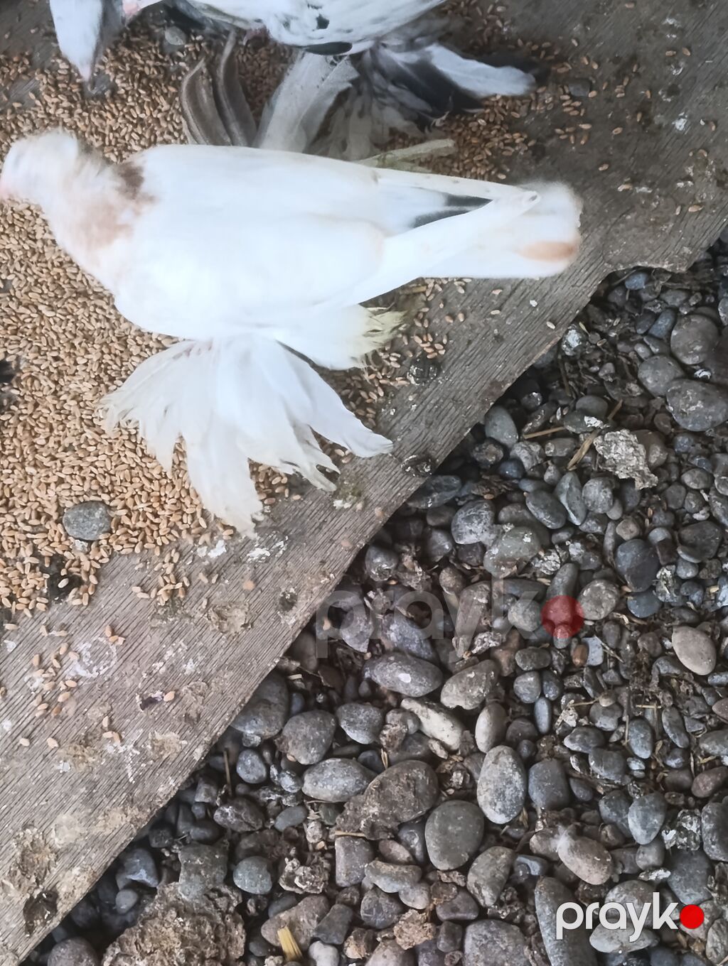 Satılır: Xüsusiyyətlər: - Cins: saçaqlı ayaqlı dekorativ göyərçin — Göyərçin, İmişli (4)