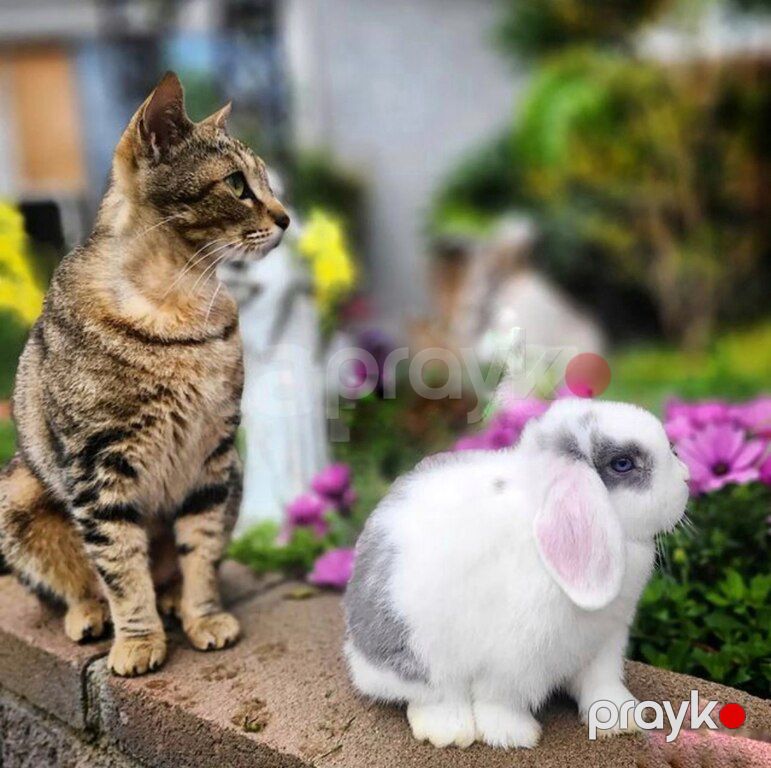 Mini lop dovşan — Dovşanlar, Xırdalan (7)