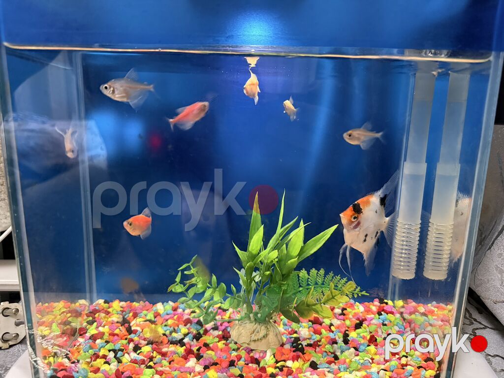 Dördbucaq akvarium, Balıqlarla birlikdə, 10 l, Ünvandan götürmə — Akvariumlar və balıqlar, Bakı (5)