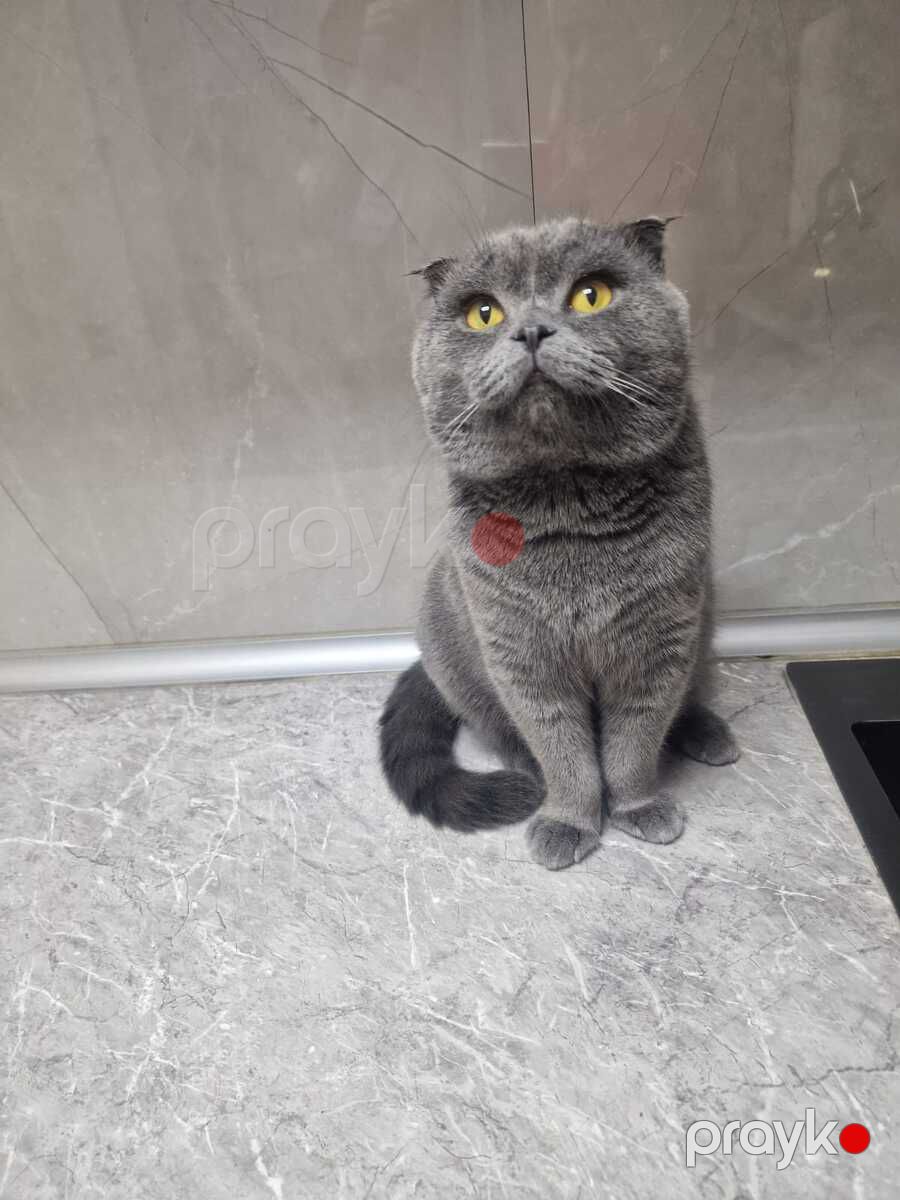 Şotland pişiyi (cütləşdirmək üçün) — Pişiklər, Bakı (3)