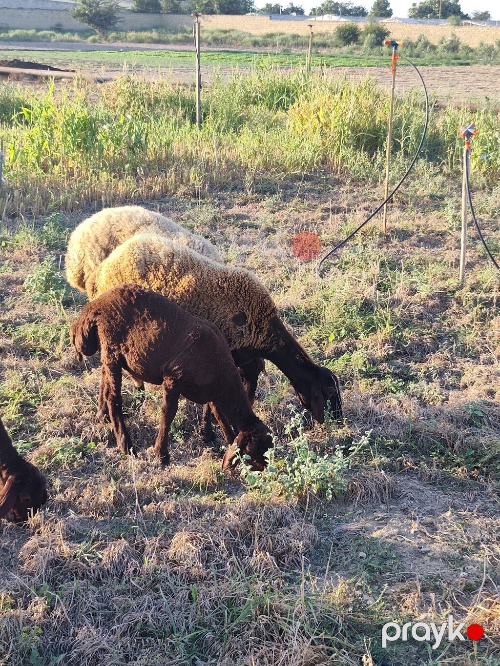 Qirmizi qala qoyunu satilir 1 qarin bala verib super qoyundu damazliga — Kənd təsərrüfatı heyvanları, Bakı (3)