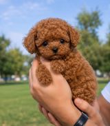 Toy pudel, 2 ay, Erkək, peyvəndli — Maqo — Dogs