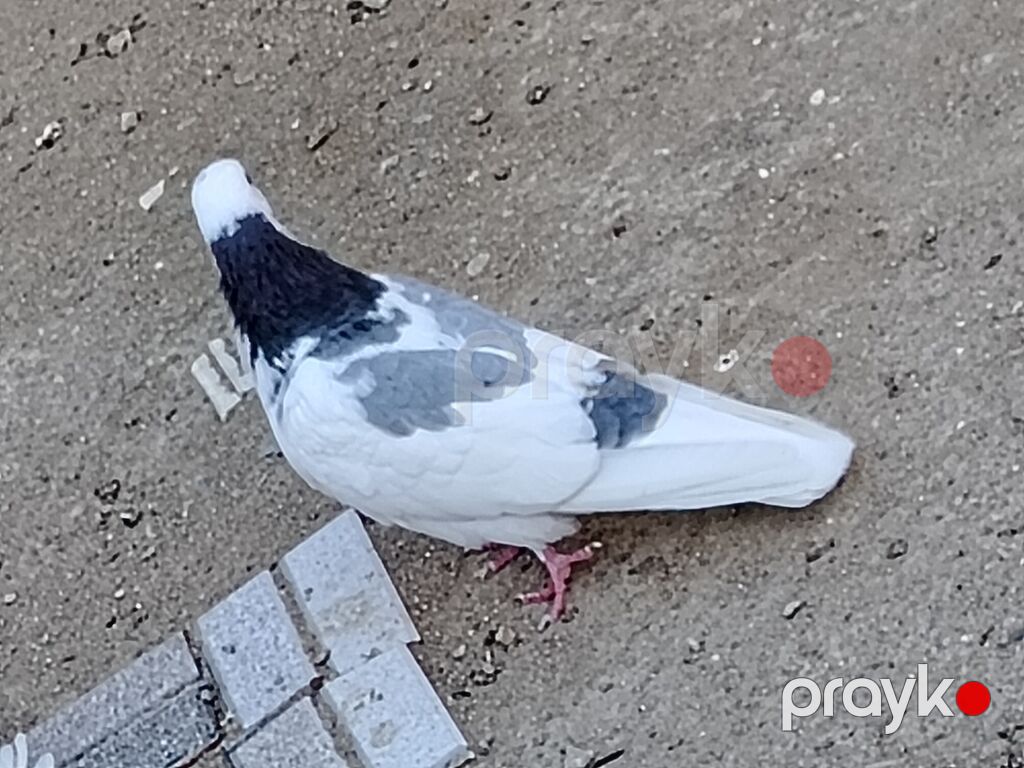 Salam erkeydi tutulma sonqiymeti 20manat qiymete gore aeti narahat — Göyərçin, Digah (3)