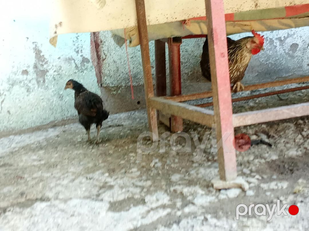 Toyuq və ördəklər — Quşlar, Xırdalan (5)