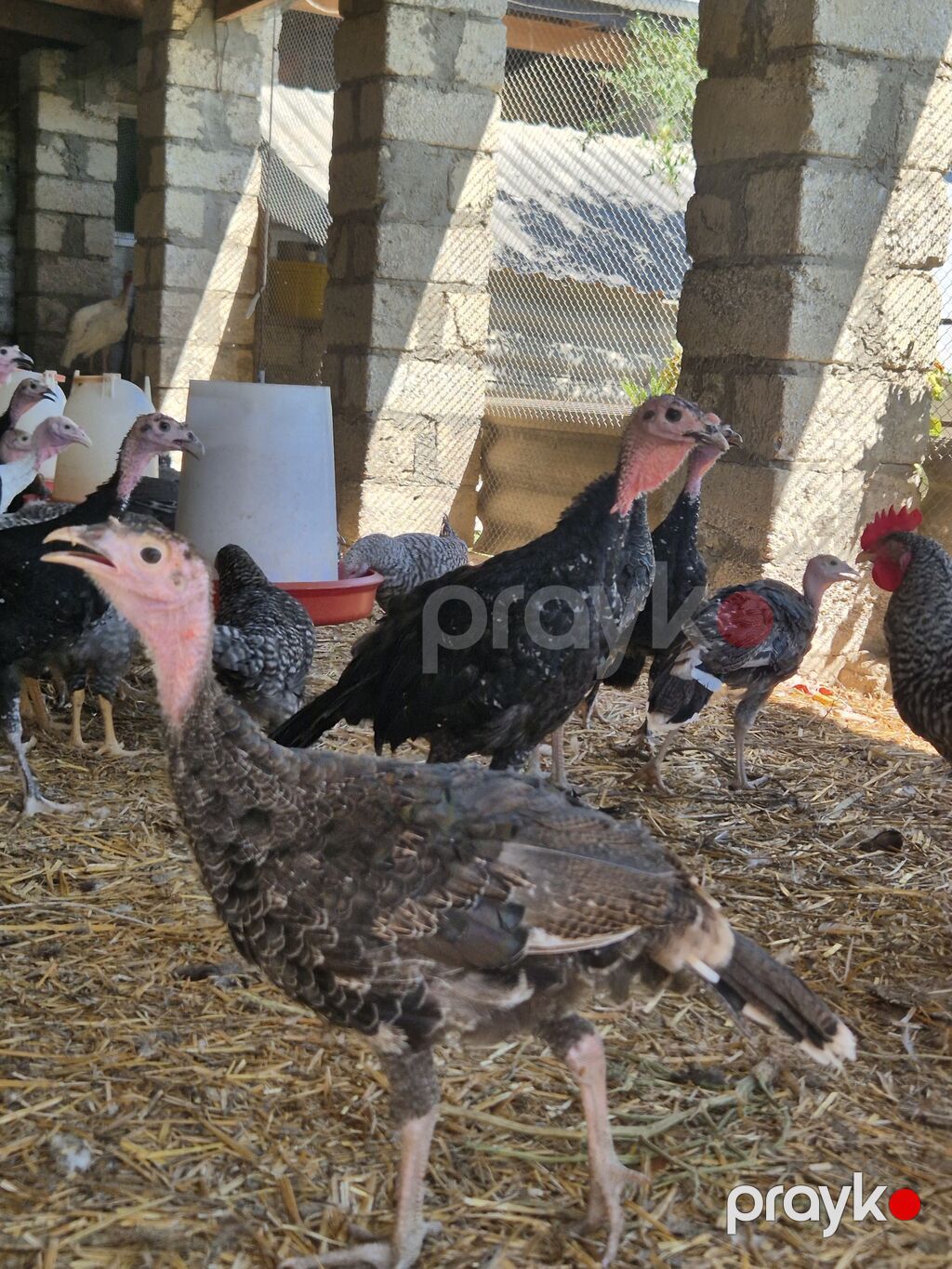 Dişi, Kanada, Damazlıq — Digərləri, Bakı (8)