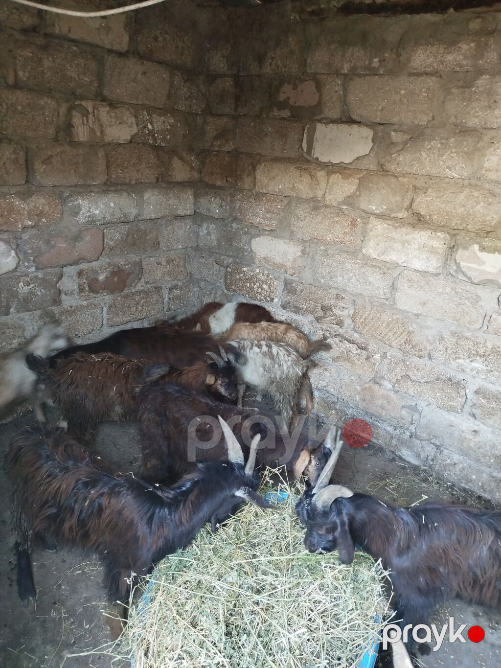 11 ədəd çəpişdi 3 ayliq çepislərdi sağlam heyvanlardi ot arpa yeyir — Kənd təsərrüfatı heyvanları, Bakı (2)