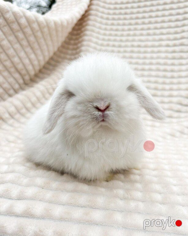 Mini lop dovşan — Dovşanlar, Xırdalan (10)