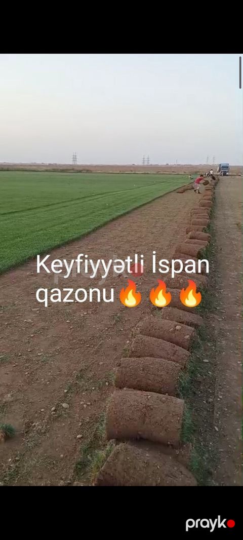 Qazon — Bakı
