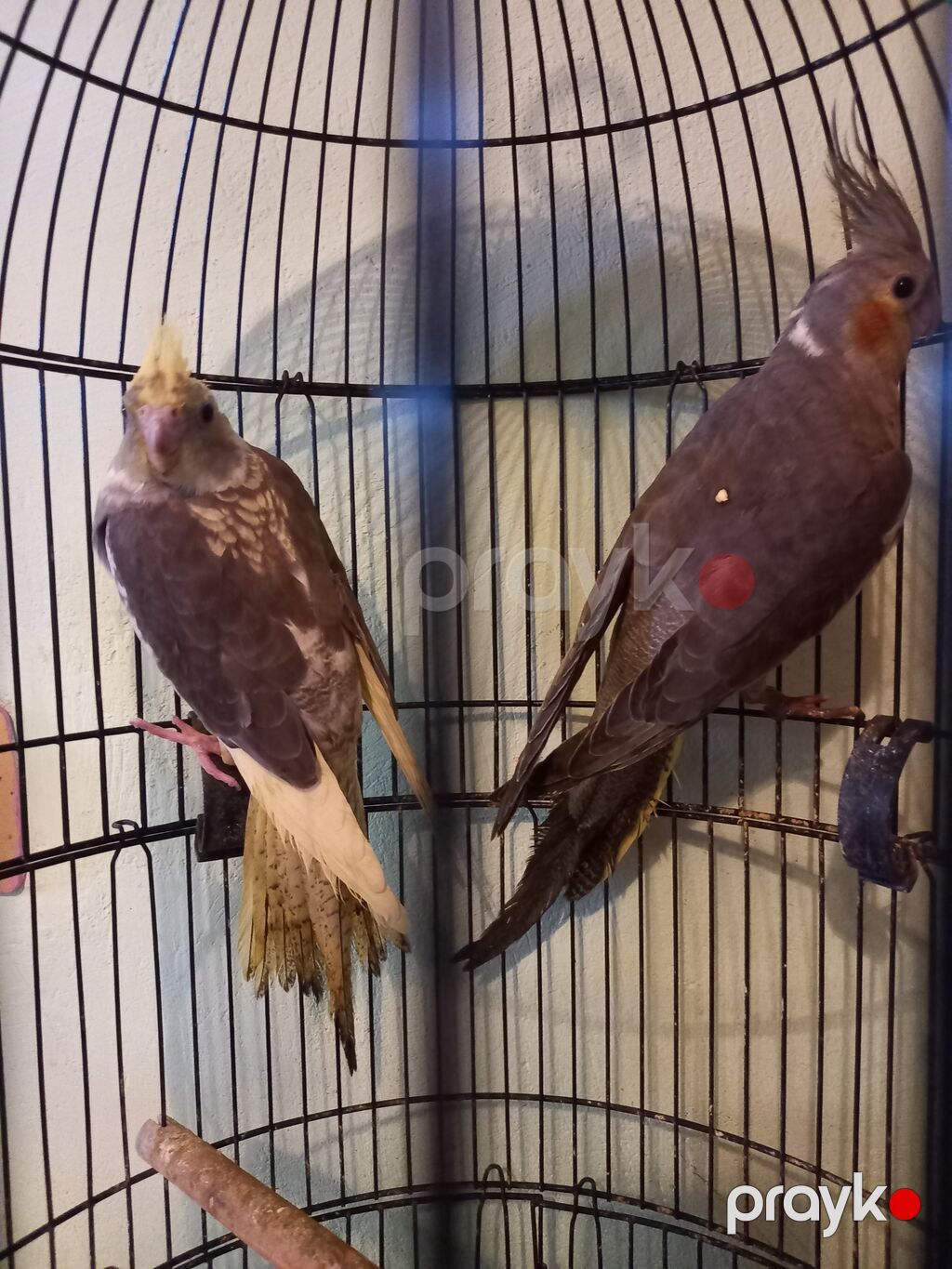 Nimfa (Cockatiel) cütü – qəfəs ilə 70.manat. qefesız.50.m. sultan — Tutyun papağayı, Digah (3)
