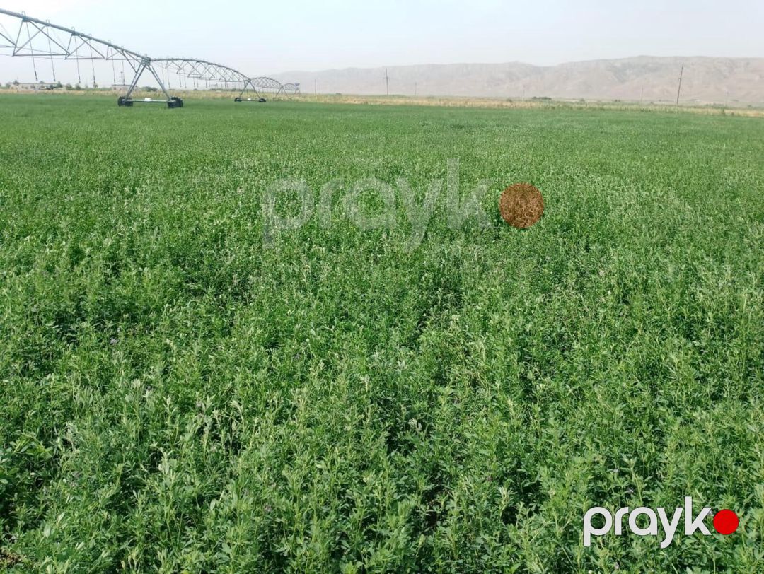 Satılır torpaq 31500 sot — Torpaq, Ağsu (2)