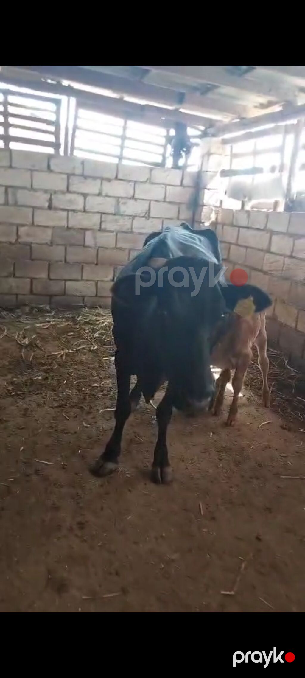 Salam, balalı inək satılır, bala suni mayalanmadan olub, 05.09.2026-da — Kənd təsərrüfatı heyvanları, İmişli (5)