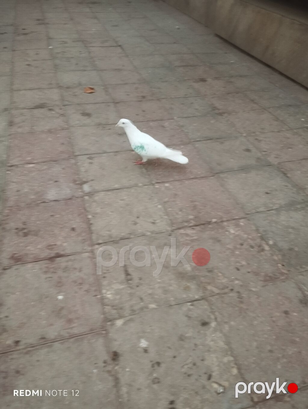 Ağ drakon cavan erkək,kesikde tutulub.Drakon saxlamadiğim üçün — Göyərçin, Digah (2)